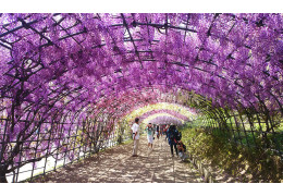 Kawachi Wisteria Garden