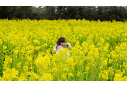 Atsumi Peninsula Canola Flower Festival