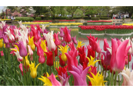 Tonami Tulip Park