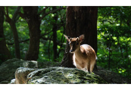 大川の滝